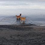     
: нервы.jpg
: 41
:	144.9 
ID:	5030537
