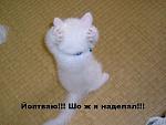     
: кот1.jpeg
: 8
:	55.7 
ID:	5032065
