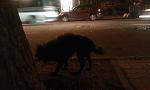     
: IMAG0580.jpg
: 14
:	53.2 
ID:	5034984