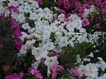    
: DSC03582.jpg
: 6
:	142.6 
ID:	5044466