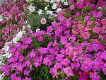     
: DSC03583.jpg
: 7
:	243.5 
ID:	5044467
