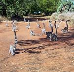     
: mad_lemurs_2467_.jpg
: 8
:	158.9 
ID:	5049422