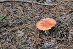     
: IMG_2286.jpg
: 6
:	239.3 
ID:	5051452
