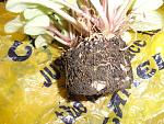     
: DSC02589.JPG
: 13
:	145.9 
ID:	5063658