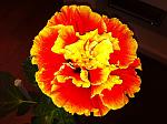     
: IMG_1139.jpg
: 7
:	147.9 
ID:	5065796