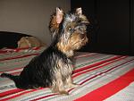     
: IMG_2798.jpg
: 23
:	123.9 
ID:	5074017