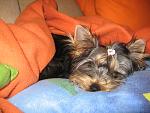     
: IMG_2810.jpg
: 16
:	183.3 
ID:	5074026
