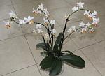    
: IMG_9770.JPG
: 23
:	210.6 
ID:	5082825