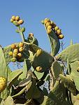     
: 250px-Figa_de_moro_02.jpg
: 31
:	24.7 
ID:	5091121