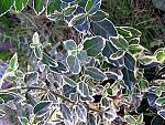     
: enc_1333.jpg
: 76
:	40.1 
ID:	509142