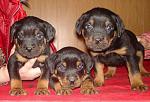    
: rotveyler.jpg
: 4
:	51.7 
ID:	5102726