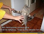     
: кот4.jpeg
: 16
:	56.1 
ID:	5105950