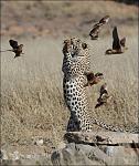     
: 0_c37c7_c69c690b_orig.jpg
: 7
:	131.0 
ID:	5107379