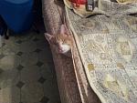     
: 20121031_231700.jpg
: 5
:	169.3 
ID:	5114567