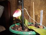     
: DSCN3520.jpg
: 5
:	110.5 
ID:	5148363