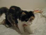     
: IMG_0799.jpg
: 3
:	125.0 
ID:	5156026