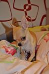     
: IMG_1474.jpg
: 15
:	93.0 
ID:	5157377