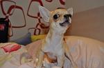     
: IMG_1476.jpg
: 22
:	84.6 
ID:	5157383