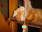     
: DSC04368.jpg
: 4
:	124.5 
ID:	5162096