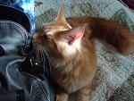     
: DSC04354.jpg
: 6
:	145.5 
ID:	5162117