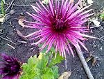     
: IMG11255.jpg
: 5
:	238.0 
ID:	5162998