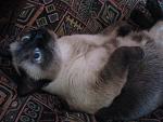     
: x_06ac9030.jpg
: 15
:	57.9 
ID:	517653