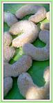     
: 1-DSC01703_1.JPG
: 16
:	46.2 
ID:	5202660