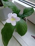     
: DSCF5329.jpg
: 58
:	80.0 
ID:	520525