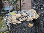     
: DSC05064.JPG
: 16
:	170.2 
ID:	5227229