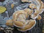     
: DSC05067.JPG
: 16
:	136.0 
ID:	5227230