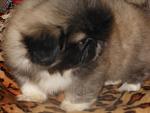     
: DSCN1349.jpg
: 2
:	76.4 
ID:	5230101