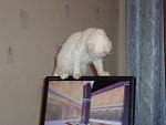     
: DSC00810.jpg
: 36
:	82.0 
ID:	524045