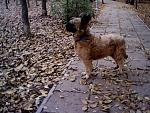     
: IMG0178A.jpg
: 8
:	109.3 
ID:	5241126