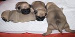     
: DSC_6146.jpg
: 6
:	94.9 
ID:	5256513
