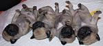     
: DSC_6142.jpg
: 4
:	92.8 
ID:	5256514