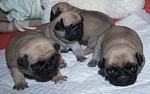     
: DSC_6119.jpg
: 4
:	106.8 
ID:	5256516