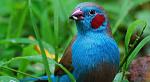     
: bird17.jpg
: 21
:	35.9 
ID:	5272438