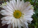     
: IMG11354.jpg
: 4
:	119.1 
ID:	5281902