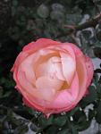     
: IMG_1931.jpg
: 3
:	41.6 
ID:	5282109