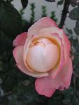     
: IMG_1924.jpg
: 2
:	37.0 
ID:	5282111
