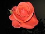     
: IMG_1935.jpg
: 3
:	33.6 
ID:	5282136