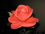     
: IMG_1934.jpg
: 3
:	33.1 
ID:	5282138