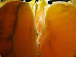     
: IMG_0066.jpg
: 15
:	71.9 
ID:	5282581