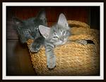     
: image.jpg
: 9
:	195.4 
ID:	5286032