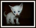     
: image.jpg
: 4
:	102.2 
ID:	5286042