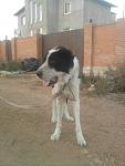     
: Фото-0355.jpg
: 7
:	73.3 
ID:	5287602