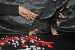     
: DSC_0589.JPG
: 10
:	165.0 
ID:	5297192