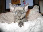     
: IMG_8556.jpg
: 9
:	93.8 
ID:	5299117