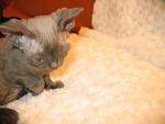     
: IMG_8684.jpg
: 11
:	76.9 
ID:	5299122