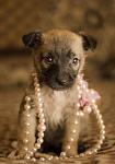     
: IMG_2239.jpg
: 4
:	48.7 
ID:	5308182